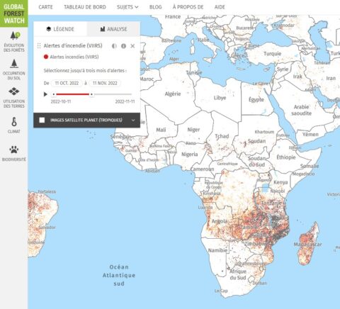 Global forest watch что это